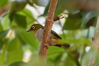 Zostérops malgache (Zosterops maderaspatanus)