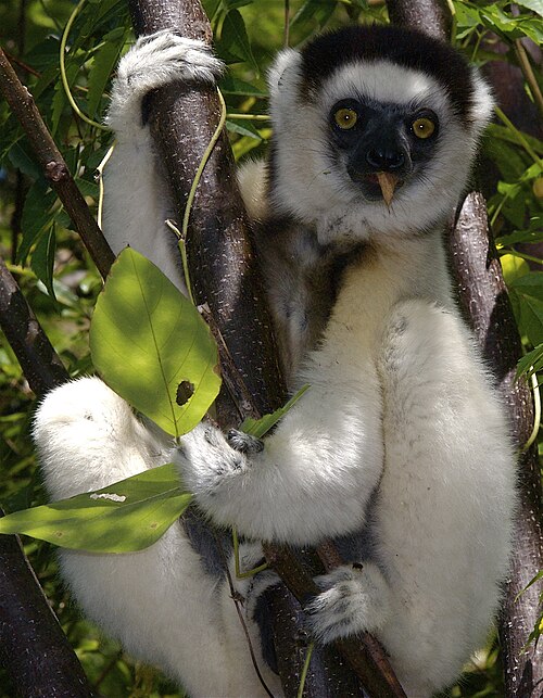 Propithèque de Verreaux (Propithecus verreauxi)