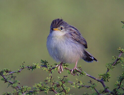 Cisticole malgache (Cisticola cherina)