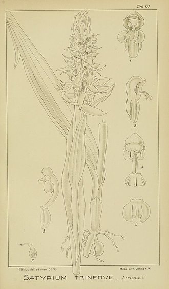 Satyrium trinerve