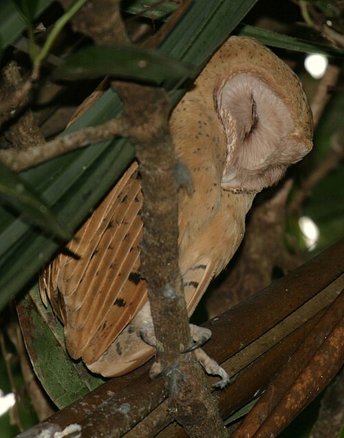 Effraie de Soumagne (Tyto soumagnei)