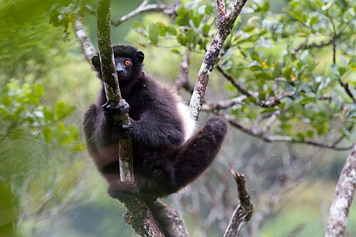 Propithecus edwardsi
