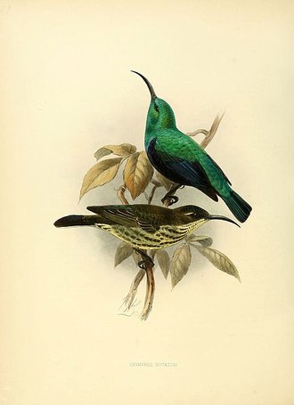 Souïmanga angaladian (Cinnyris notatus)