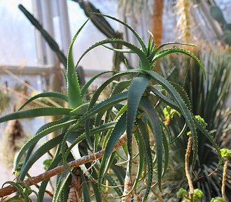 Aloe acutissima