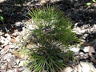 Schizaea dichotoma