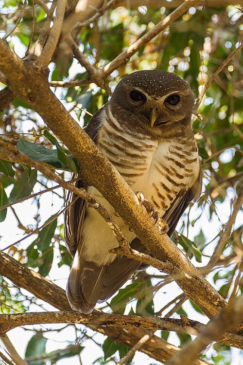 Ninoxe à sourcils blancs (Ninox superciliaris)