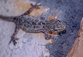 Hemidactylus mercatorius