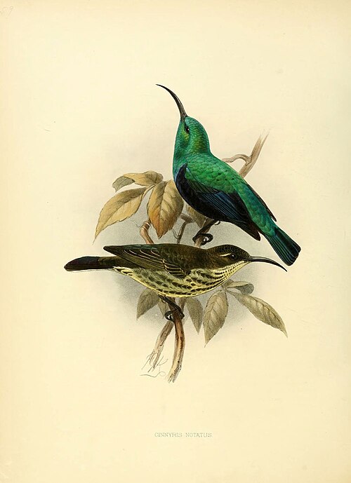 Souïmanga angaladian (Cinnyris notatus)