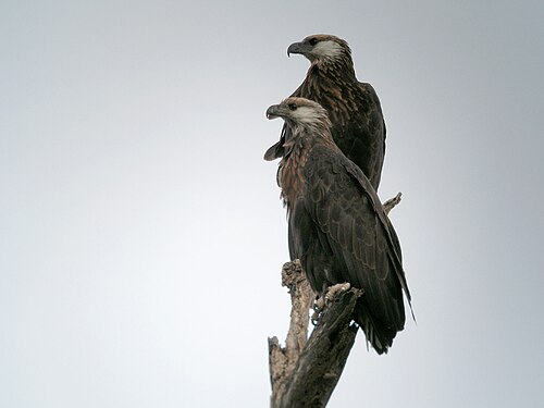 Pygargue de Madagascar (Haliaeetus vociferoides)