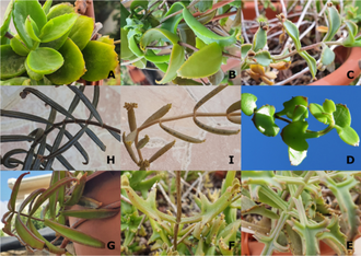 Kalanchoe beauverdii