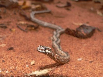 Mimophis mahfalensis