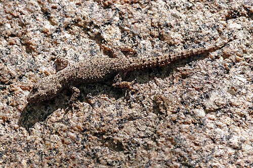 Blaesodactylus sakalava