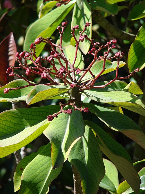 Euphorbia umbellata