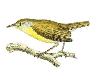 Petite éroesse (Neomixis tenella)