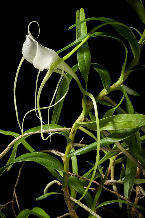 Angraecum germinyanum