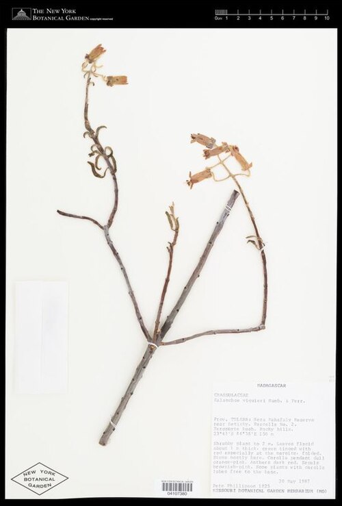 Kalanchoe viguieri