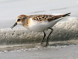 Bécasseau minute (Calidris minuta)