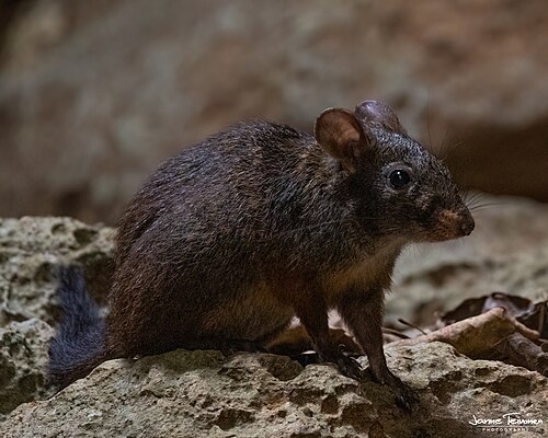 Nesomys lambertoni