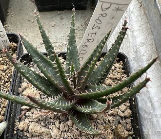 Aloe droseroides