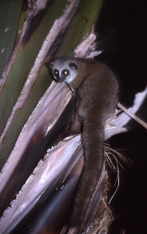 Grand cheirogale (Cheirogaleus major)