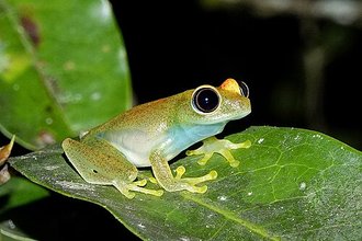 Boophis viridis