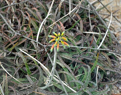 Aloe millotii