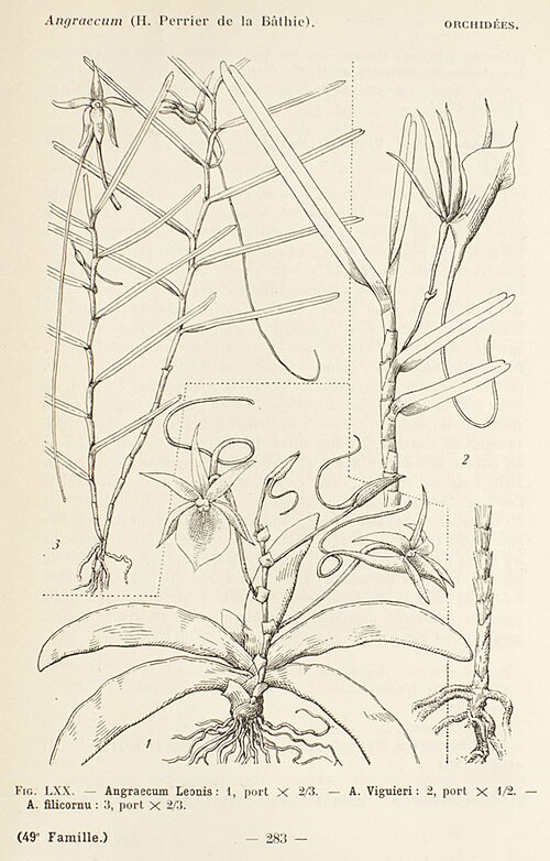 Angraecum filicornu