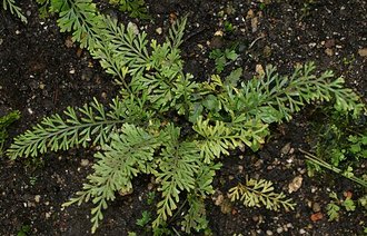 Asplenium dregeanum