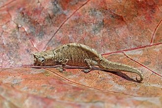 Brookesia tuberculata