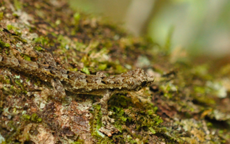 Lygodactylus guibei