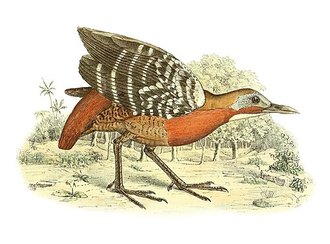 Râle à gorge blanche (Canirallus kioloides)
