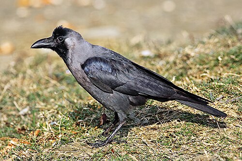 Corbeau familier (Corvus splendens)