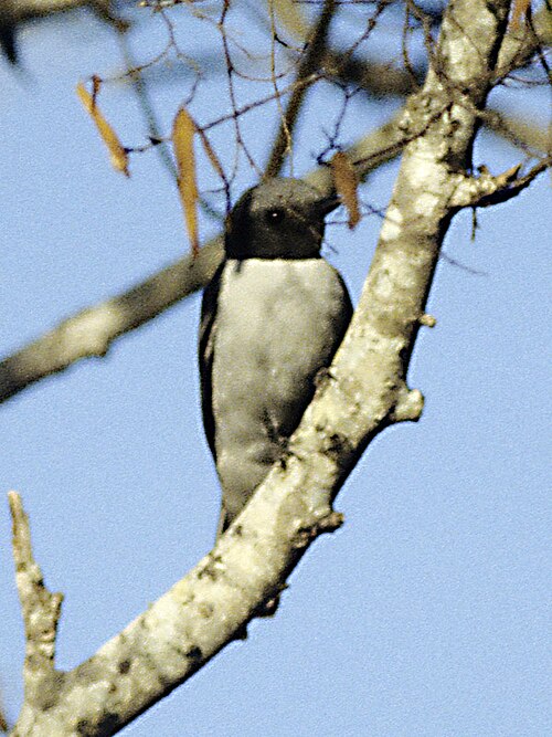 Échenilleur malgache (Coracina cinerea)