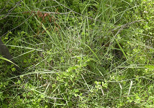 Melinis repens