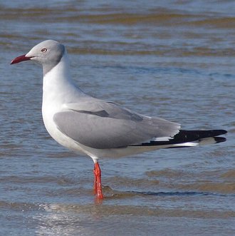 Mouette à tête grise (Chroicocephalus cirrocephalus)