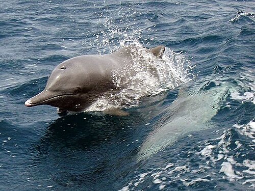 Dauphin à bosse de l'océan Indien (Sousa plumbea)