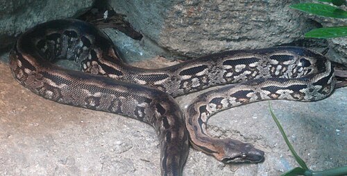 Boa de Madagascar (Acrantophis madagascariensis)