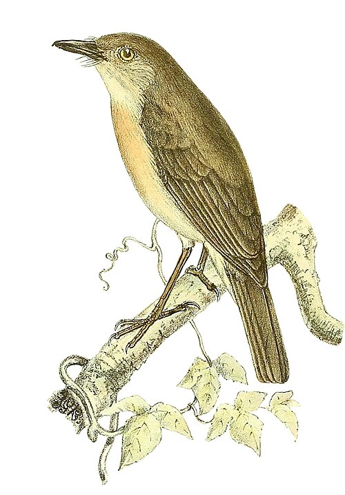 Newtonie commune (Newtonia brunneicauda)