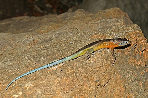 Zonosaurus tsingy
