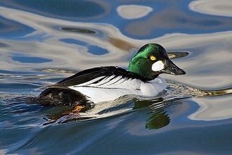 Garrot à œil d'or (Bucephala clangula)