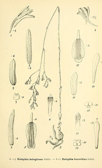 Eulophia ramosa