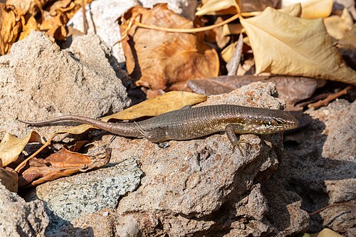 Trachylepis comorensis