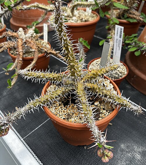 Euphorbia beharensis