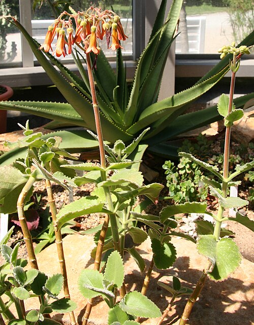 Kalanchoe pubescens