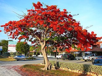 Flamboyan (Delonix regia)