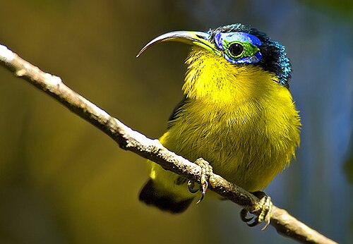 Philépitte de Salomonsen (Neodrepanis hypoxantha)