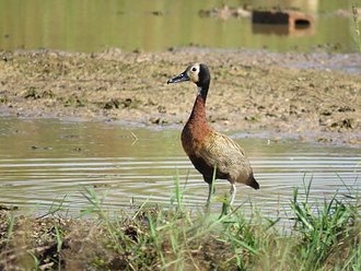 Dendrocygne veuf (Dendrocygna viduata)