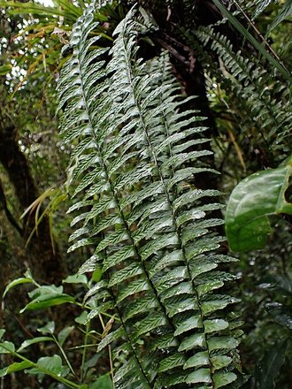 Asplenium pellucidum