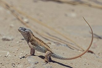Chalarodon madagascariensis