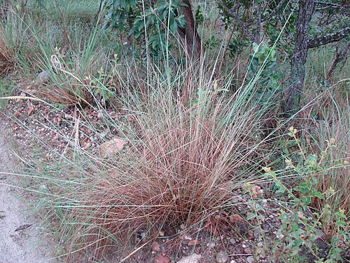 Trachypogon spicatus